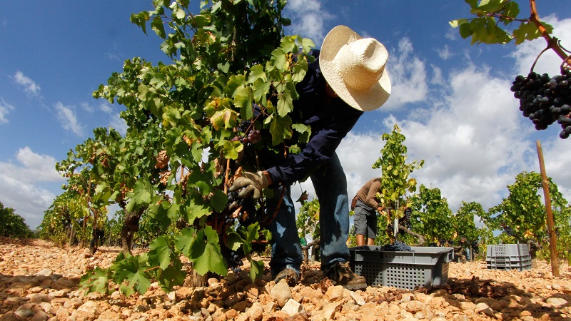 Udflugt 2: Kloster & Vin  en smag af Mallorcas sjl (inkl. frokost)